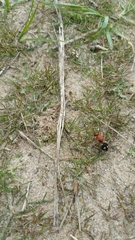 Dasymutilla quadriguttata