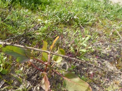 Rumex spinosus