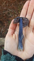 Entoloma subcarneum