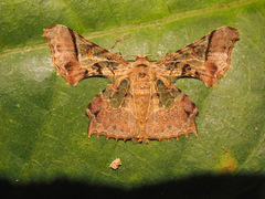 Krananda semihyalina