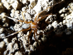 Loxosceles yucatana