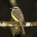 Golden-crowned Flycatcher - Photo (c) dushenkov, some rights reserved (CC BY-NC)