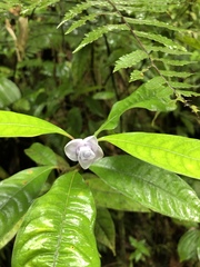 Psychotria urbaniana