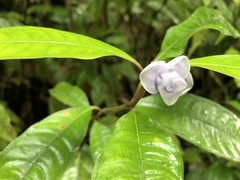 Psychotria urbaniana