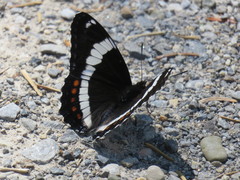 Limenitis arthemis rubrofasciata