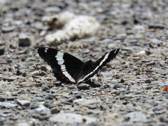 Limenitis arthemis rubrofasciata