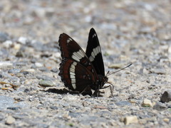 Limenitis arthemis rubrofasciata