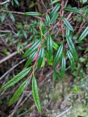 Philesia magellanica