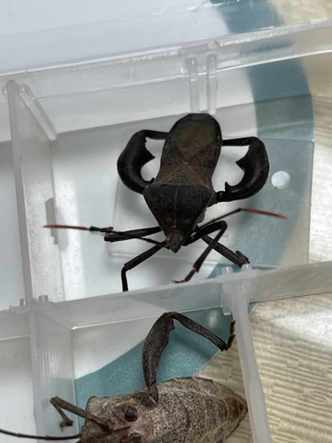 Anoplocnemis phasianus