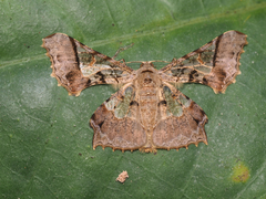 Krananda semihyalina