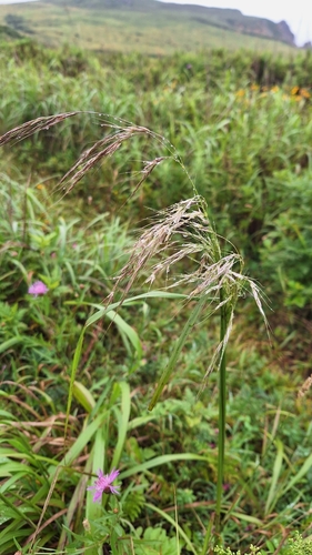 Achnatherum pekinense (Achnatherum pekinense)
