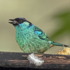 Chalcothraupis ruficervix