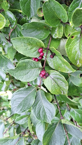 Image of Lonicera ruprechtiana by (c) Violetta Dzizyurova, some rights reserved (CC BY)