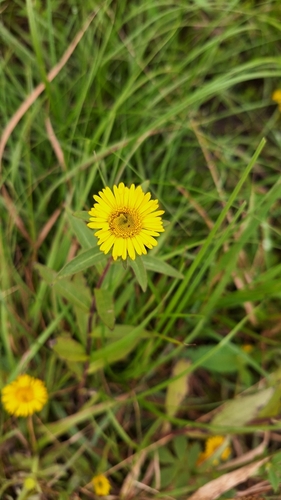 Inula japonica (Inula japonica)