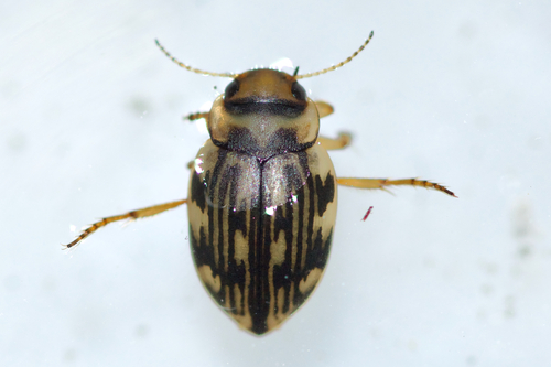 Nebrioporus macronychus