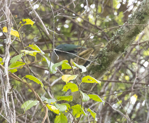 Red-eared Fruit Dove (Ramphiculus fischeri), photo 5