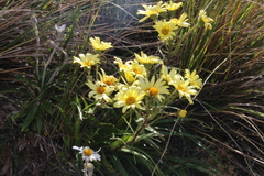 Dolichoglottis lyallii × scorzoneroides