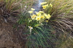Dolichoglottis lyallii × scorzoneroides