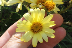 Dolichoglottis lyallii × scorzoneroides