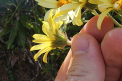 Dolichoglottis lyallii × scorzoneroides