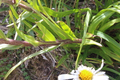 Dolichoglottis lyallii × scorzoneroides