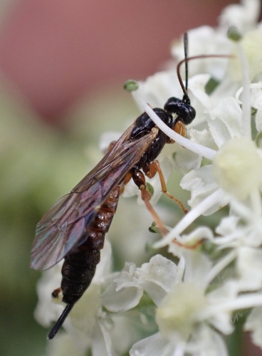 Endromopoda arundinator