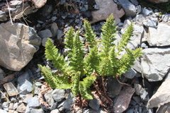 Polystichum cystostegium
