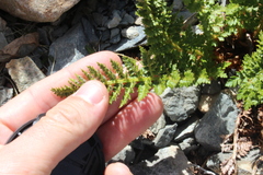 Polystichum cystostegium