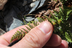 Polystichum cystostegium