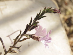 Loeselia coerulea
