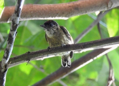 Picumnus olivaceus