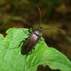Capnochroa fuliginosa