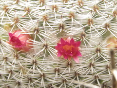Mammillaria haageana conspicua
