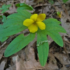 Viola lobata