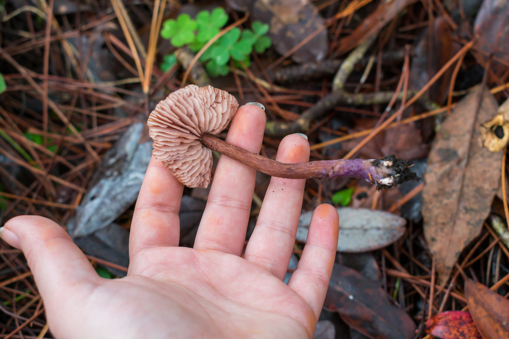 Laccaria oblongospora