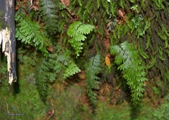 Hymenophyllum pectinatum