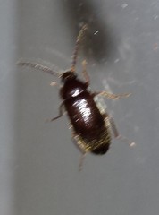 Hymenorus