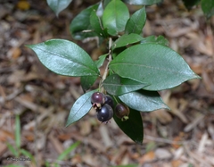 Myrceugenia planipes