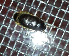Hymenorus