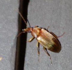 Hymenorus
