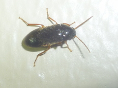 Hymenorus