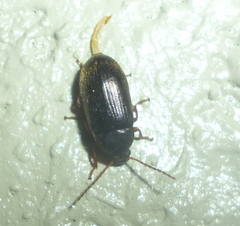 Hymenorus