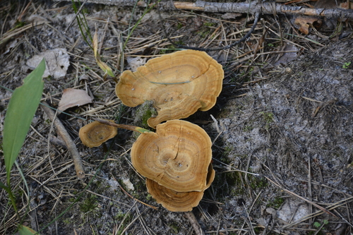 Coltricia perennis — no rights reserved