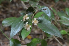 Myrceugenia planipes