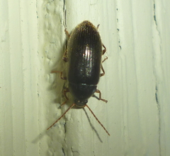 Hymenorus