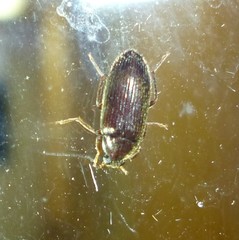Hymenorus