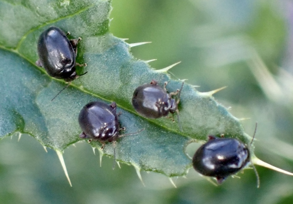 Scirtes hemisphaericus