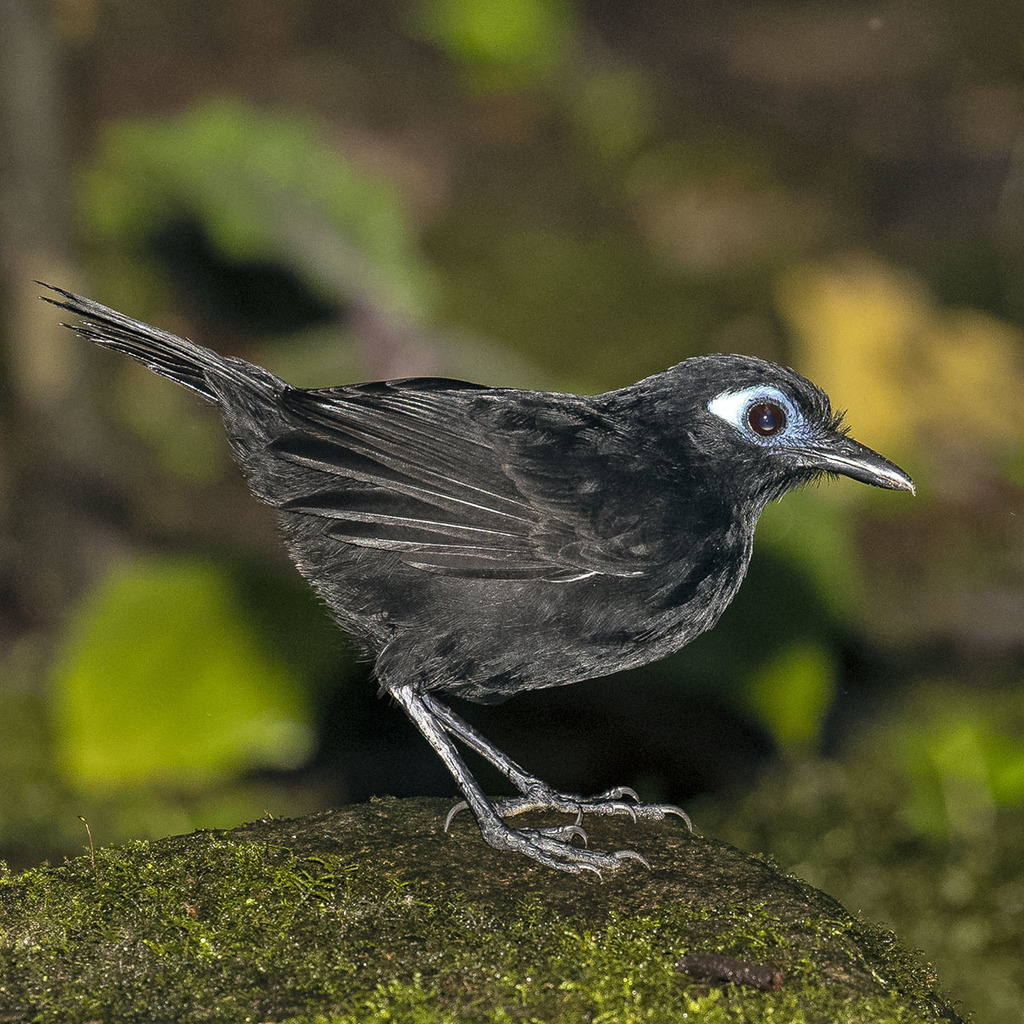 Zeledon's Antbird (Hafferia zeledoni) photo