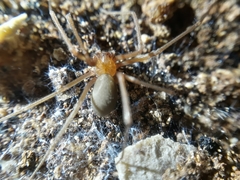 Loxosceles yucatana