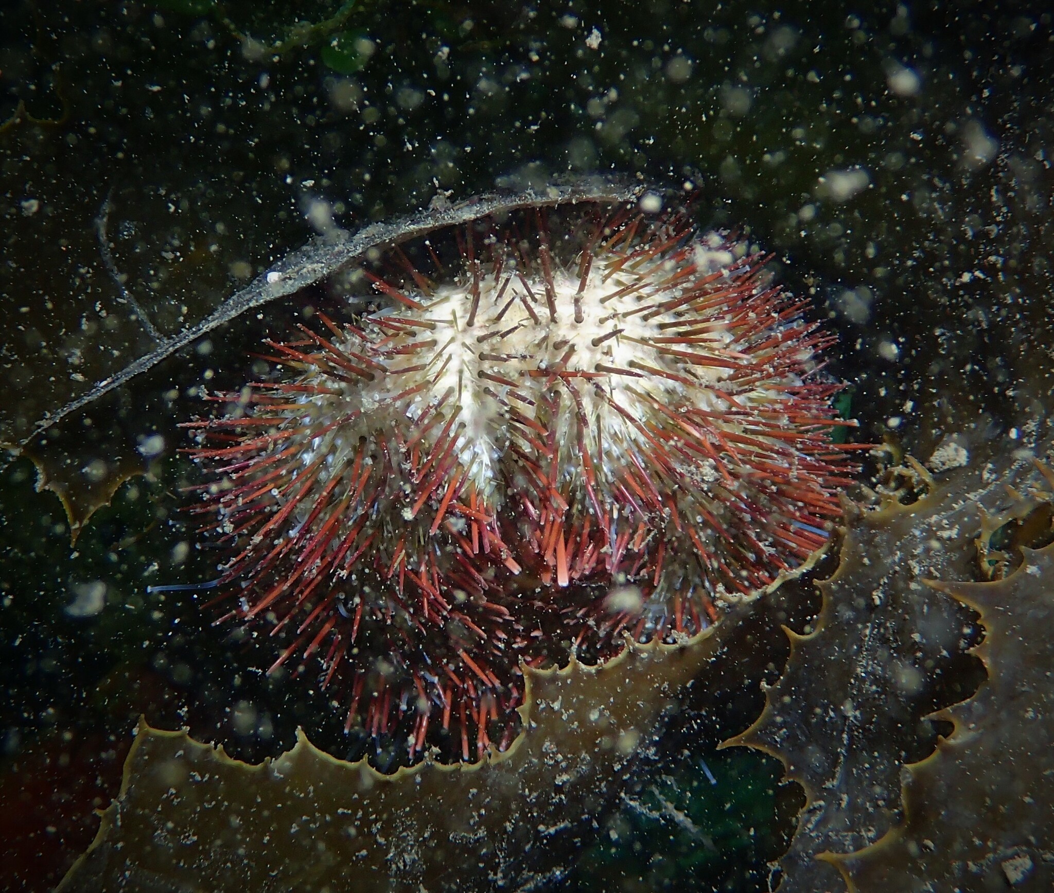 Temnopleurus alexandri